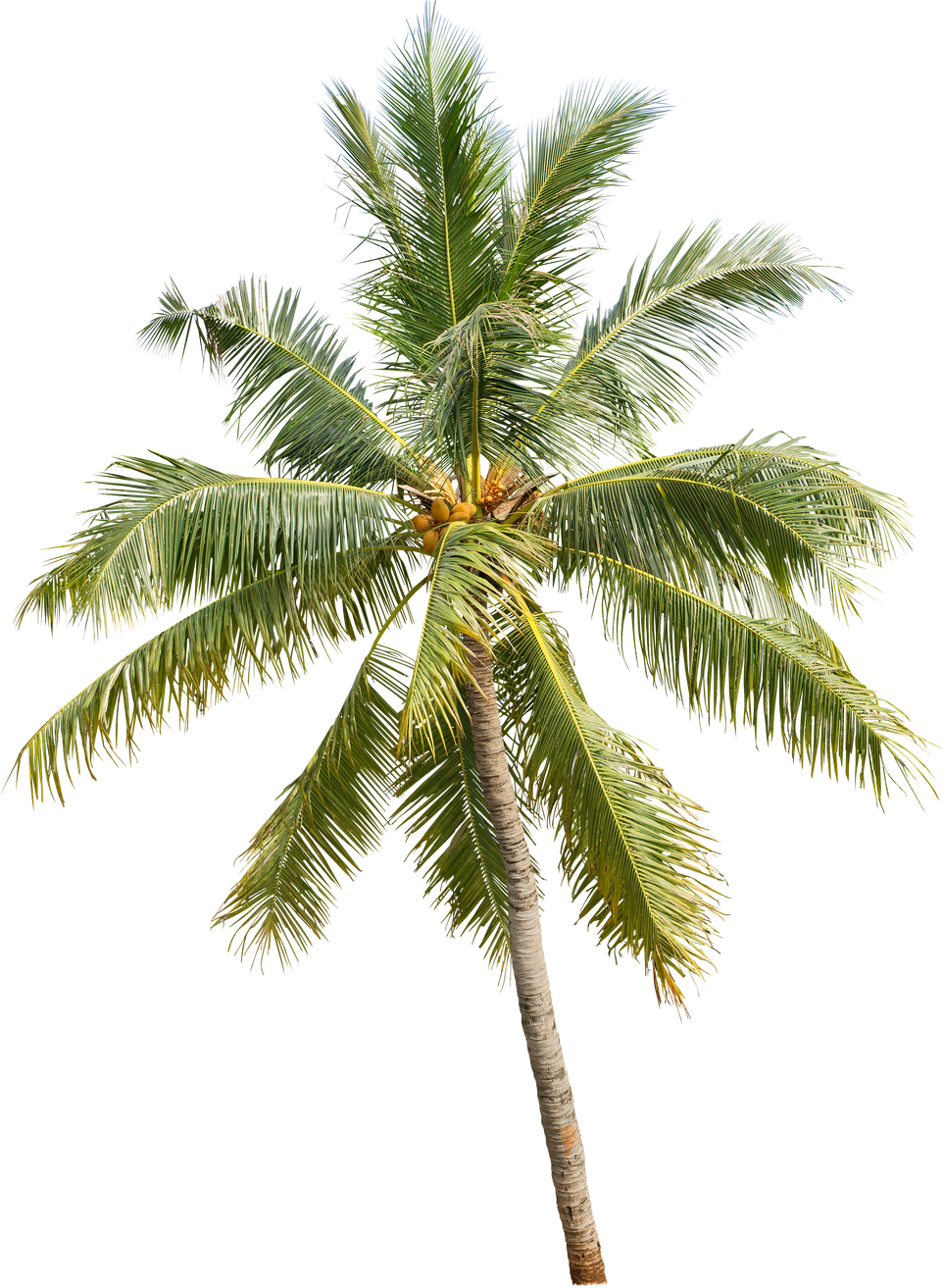 Coconut Tree