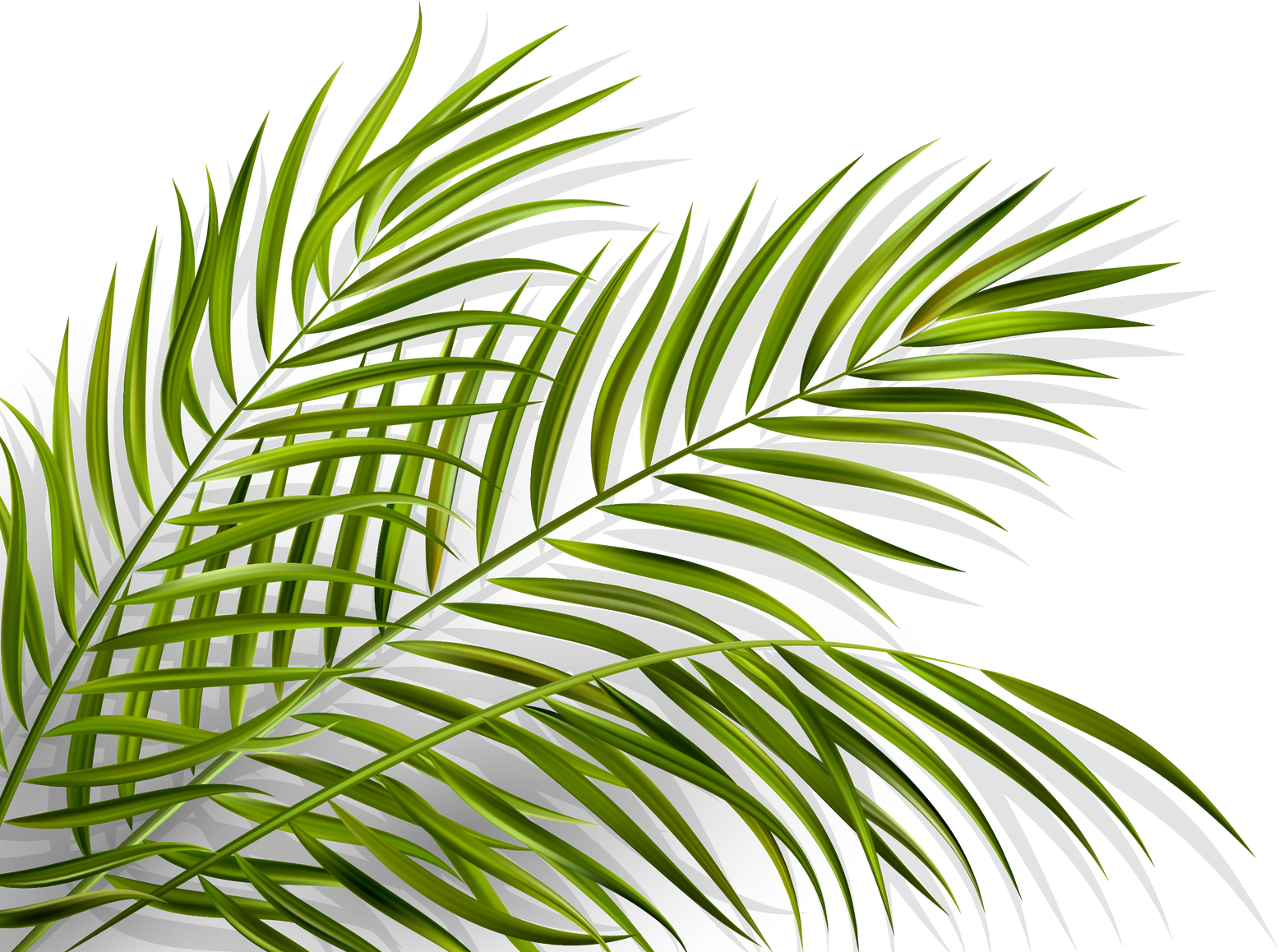 Green Palm Leaves